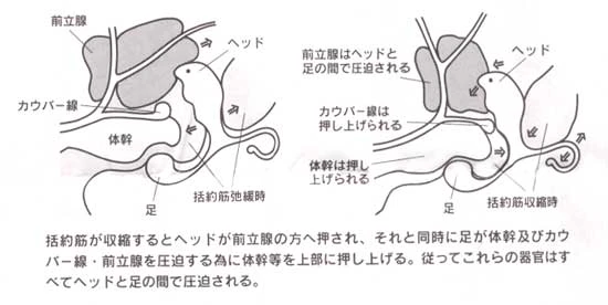 エネマグラドルフィン