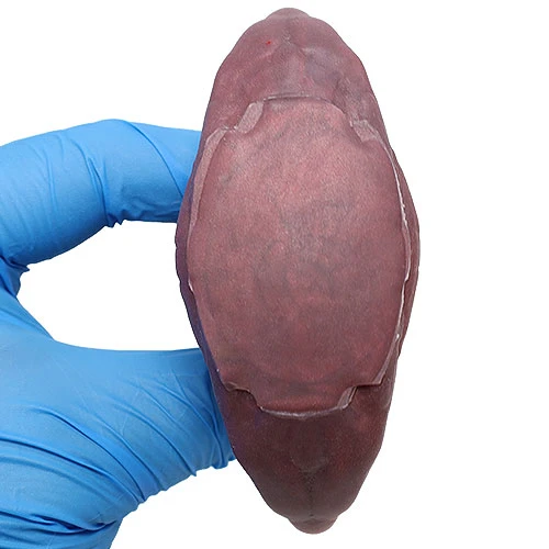 クロウラー シリコン製アナルプラグ（Mサイズ）