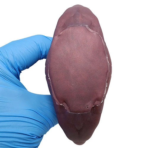 クロウラー シリコン製アナルプラグ(Lサイズ)